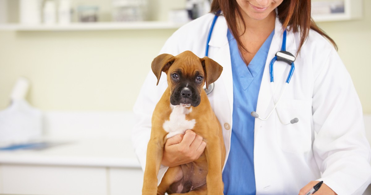 Hyperostose squelettique idiopathique diffuse chez le chien : symptômes, causes et traitements