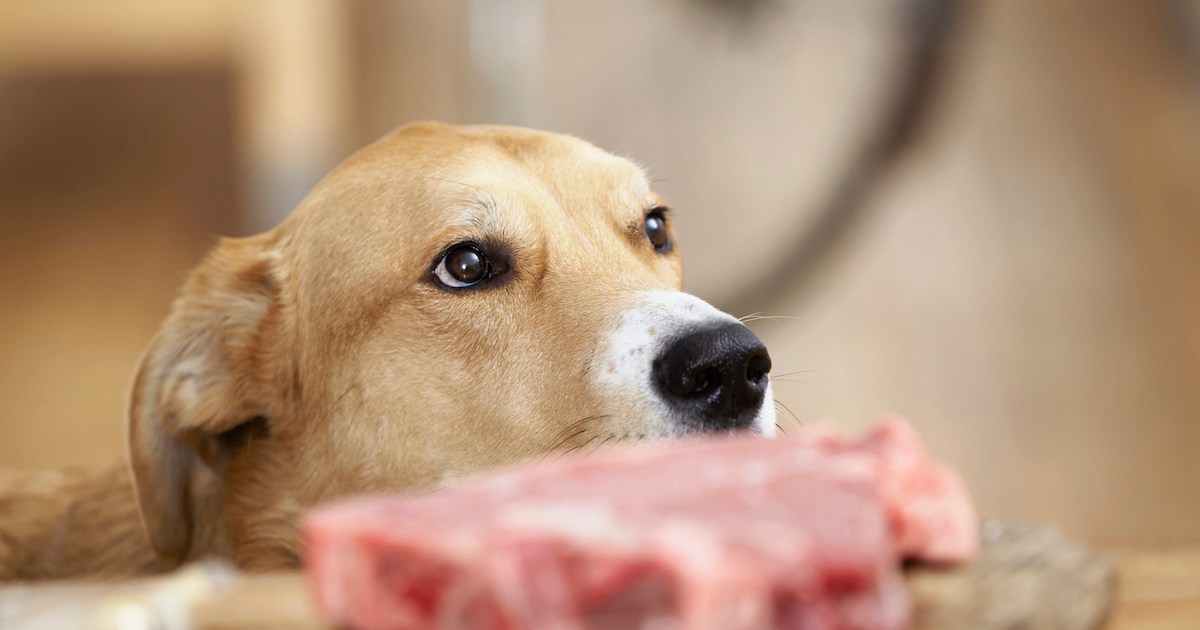 La néosporose chez le chien : symptômes, causes et traitements