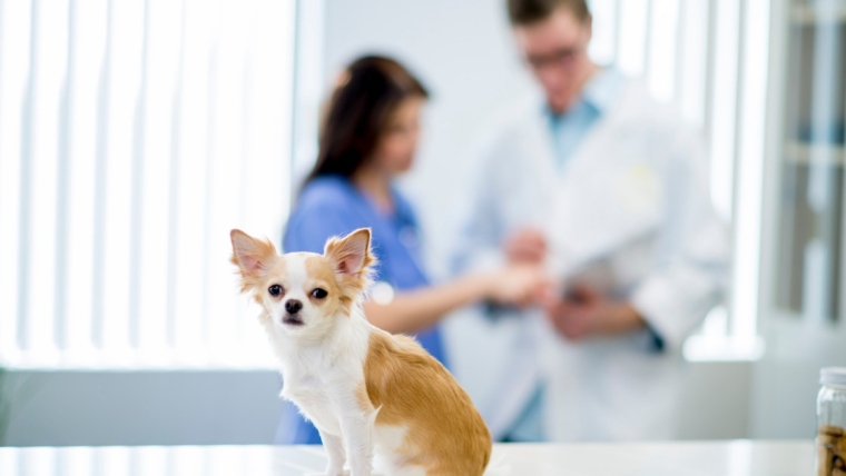 La cystinurie chez le chien : symptômes, causes et traitements