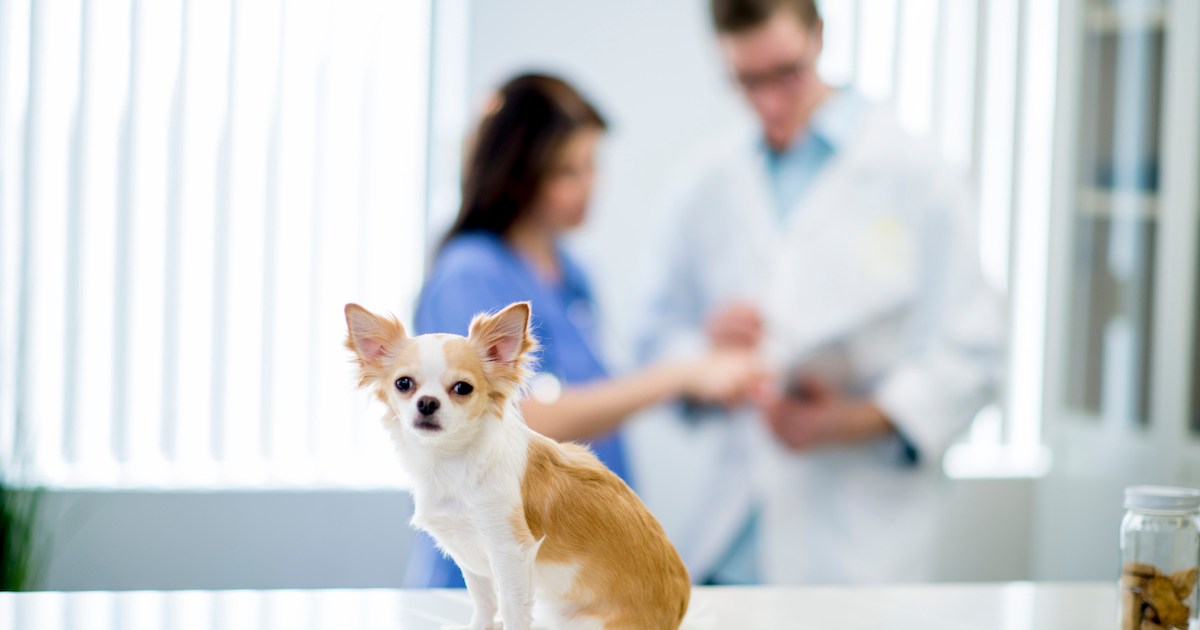 La cystinurie chez le chien : symptômes, causes et traitements