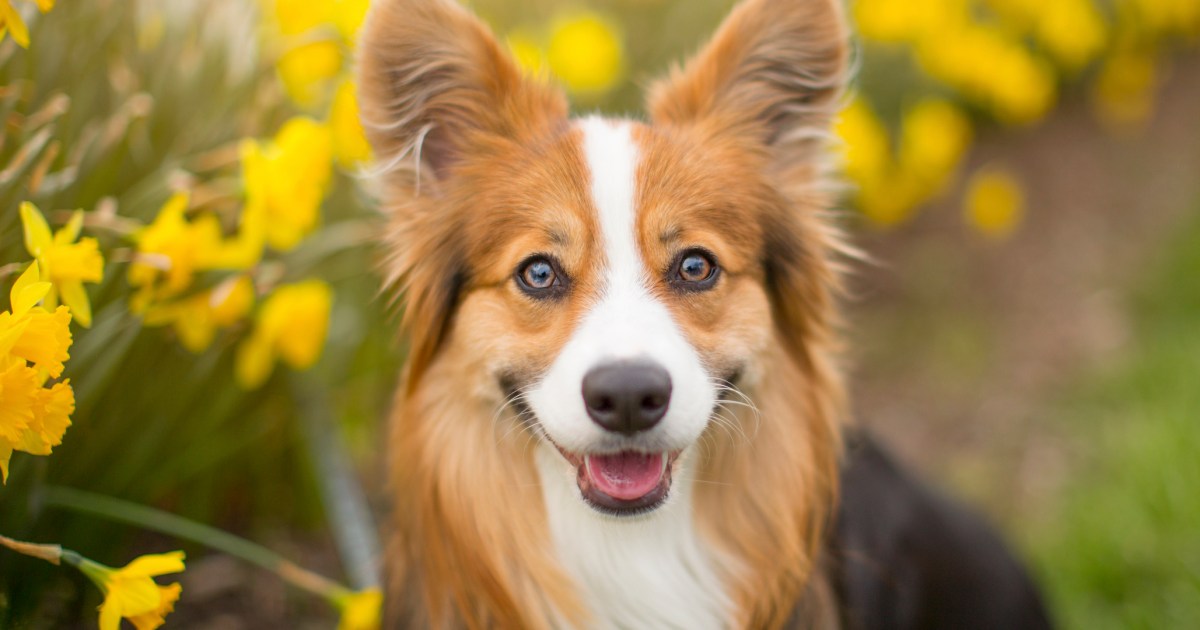 Les races de chiens les moins chères à entretenir