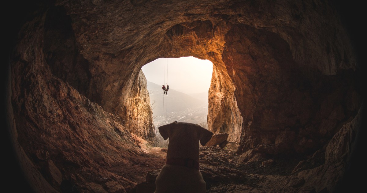 Un chien piégé dans une grotte avec un ours de 200 livres pendant 3 jours