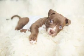 Chiot Pit Bull couché sur une couverture blanche et moelleuse