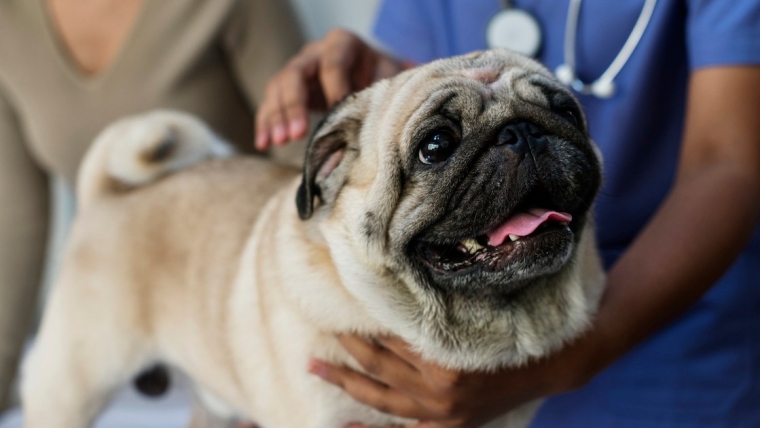 L’hémivertèbre chez le chien : symptômes, causes et traitements
