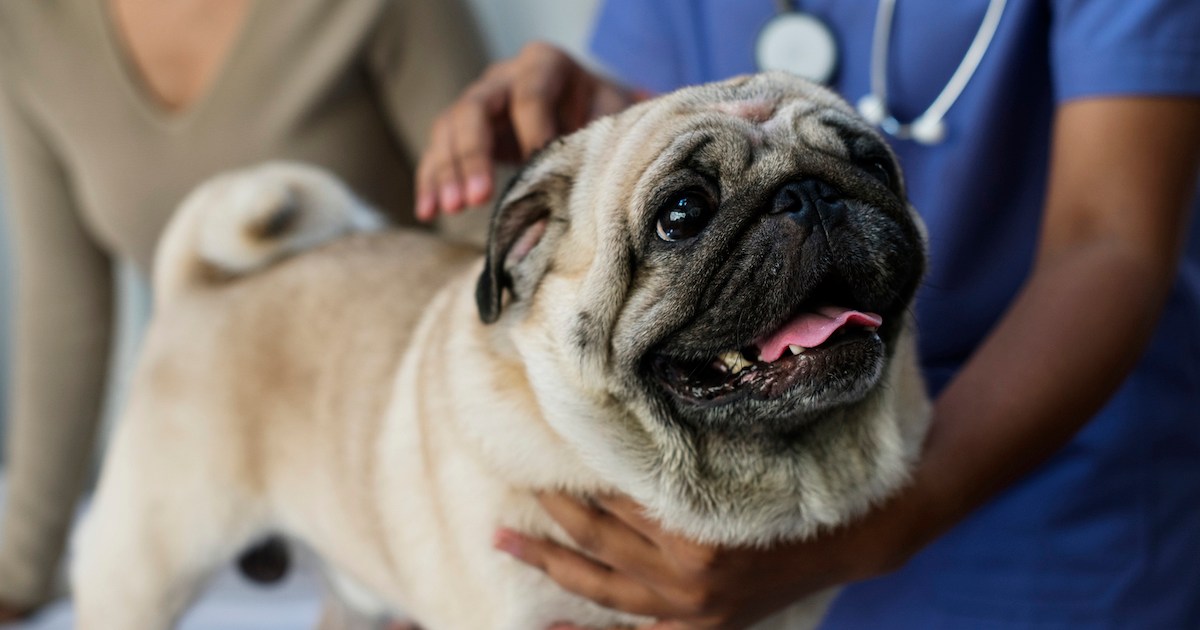 L’hémivertèbre chez le chien : symptômes, causes et traitements