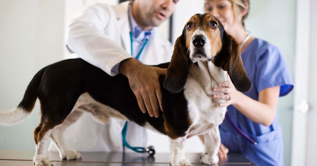 Syndrome du canal müllérien persistant chez le chien : symptômes, causes et traitements