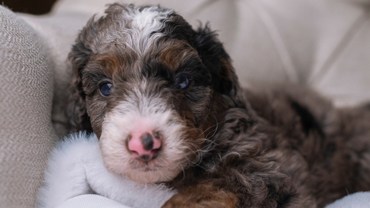 Chiots Bernedoodle : Photos mignonnes et faits