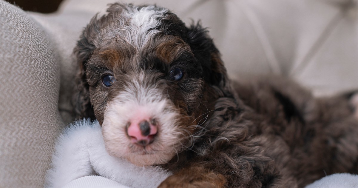 Chiots Bernedoodle : Photos mignonnes et faits