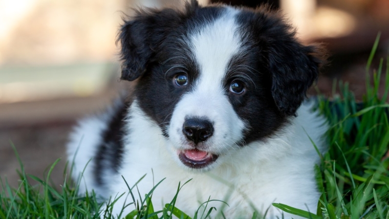 Chiots Border Collie : Photos mignonnes et faits