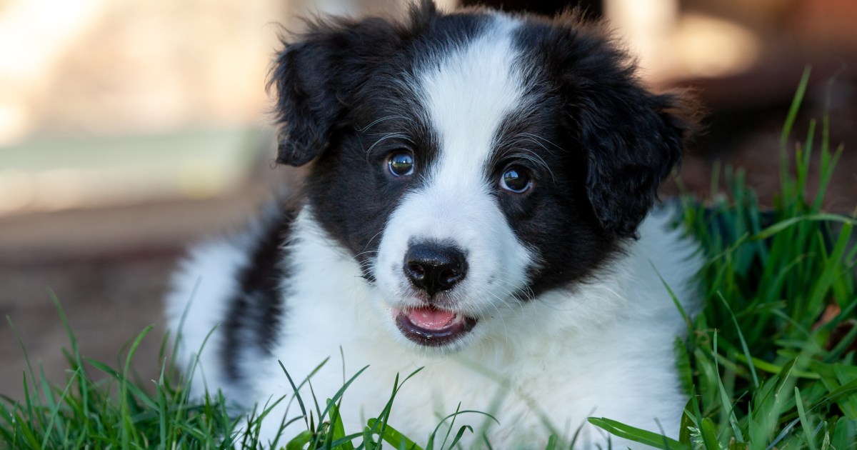 Chiots Border Collie : Photos mignonnes et faits
