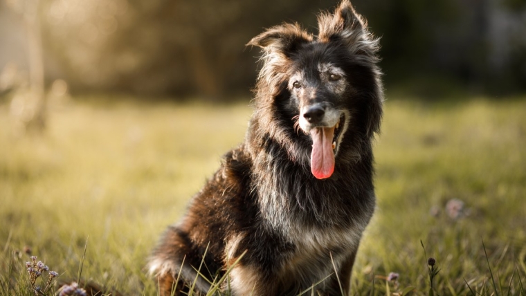 Comment aider votre chien à vivre plus longtemps, selon la science