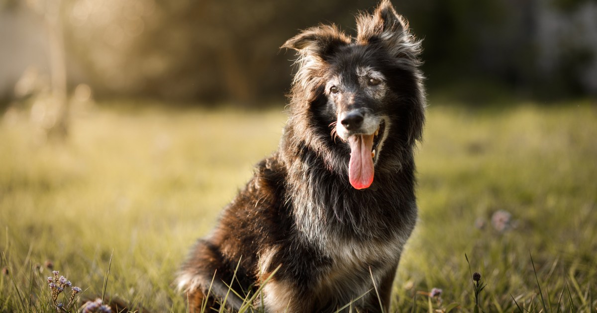 Comment aider votre chien à vivre plus longtemps, selon la science
