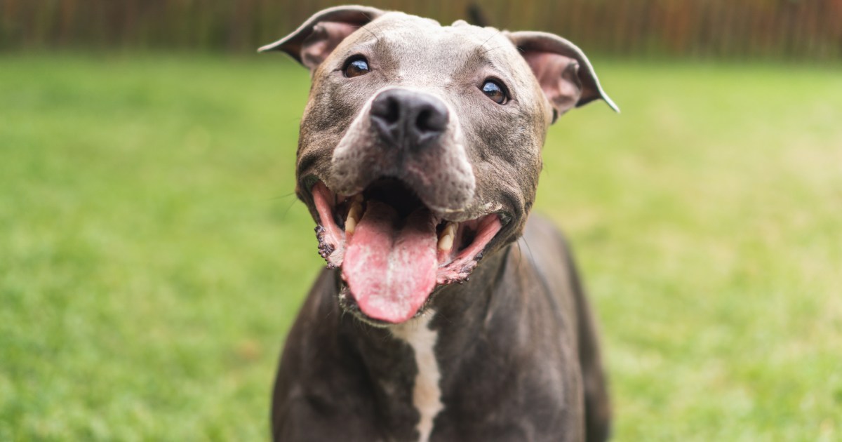 Un Pit Bull héroïque sauve une famille du Tennessee de l’incendie de sa maison