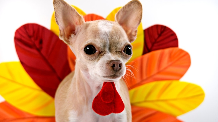 Comment organiser la fête de Thanksgiving avec un chien territorial ?