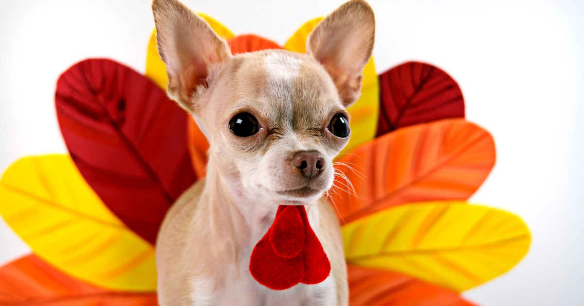 Comment organiser la fête de Thanksgiving avec un chien territorial ?