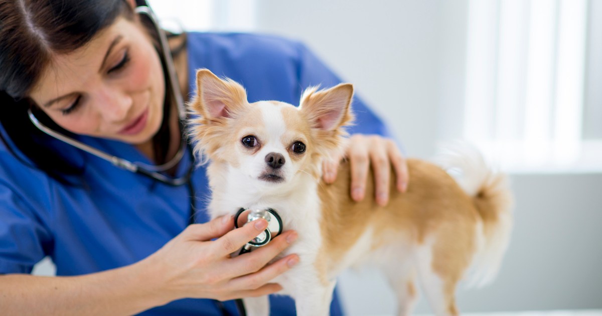 Ductus artériosus patent (PDA) chez le chien : Symptômes, causes et traitements