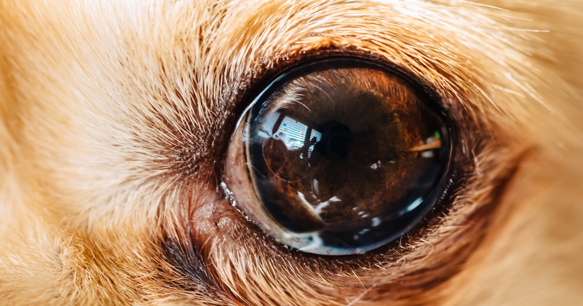 Membranes pupillaires persistantes (MPP) chez le chien : symptômes, causes et traitements