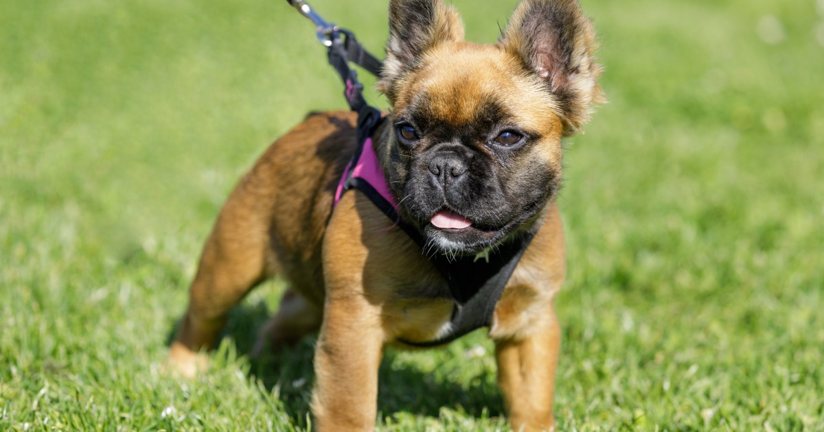 Qu’est-ce qu’un bouledogue français duveteux ?