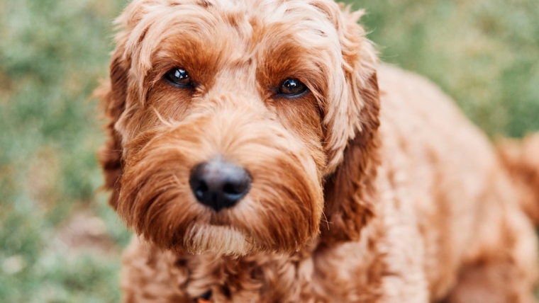 Avantages et inconvénients d’un cockapoo