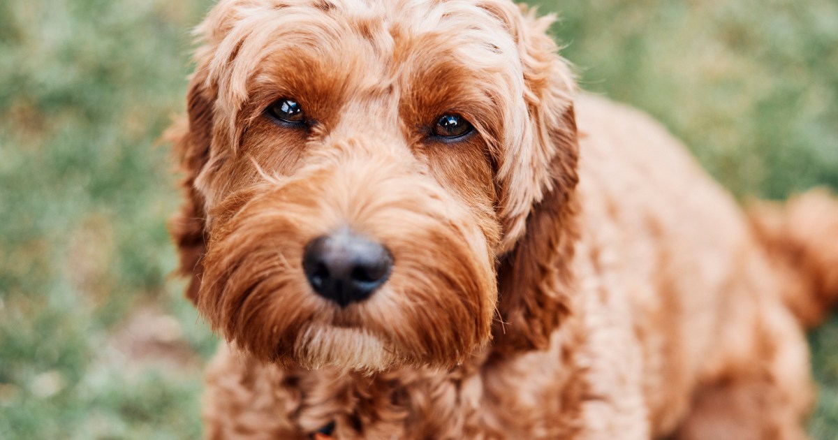 Avantages et inconvénients d’un cockapoo