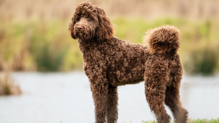 Avantages et inconvénients d’un Bernedoodle