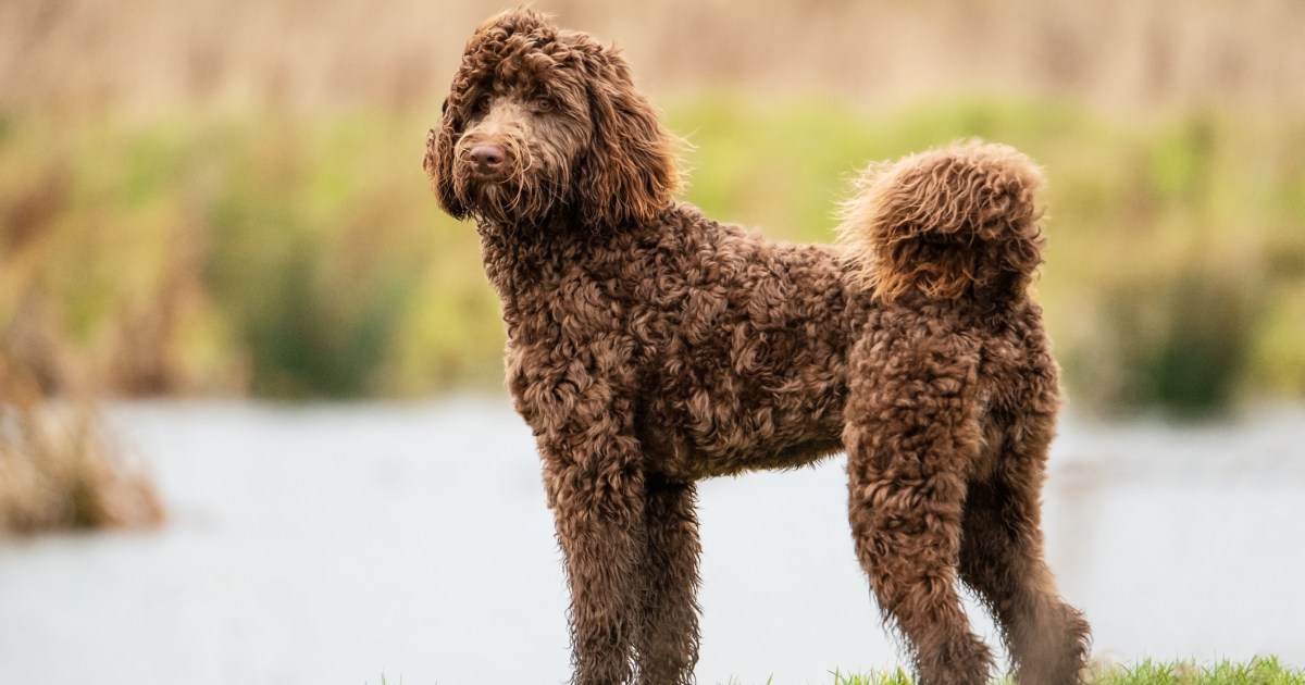 Avantages et inconvénients d’un Bernedoodle