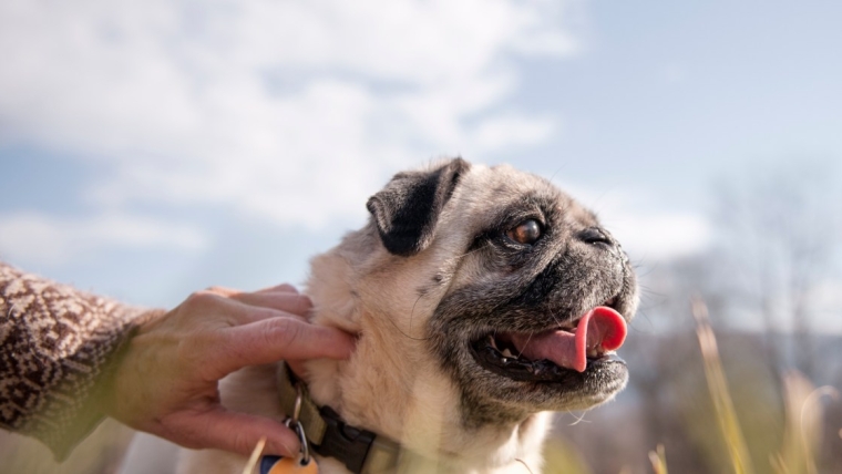 Qu’est-ce qu’un collier à embout ? Pourquoi est-ce dangereux pour les chiens ?