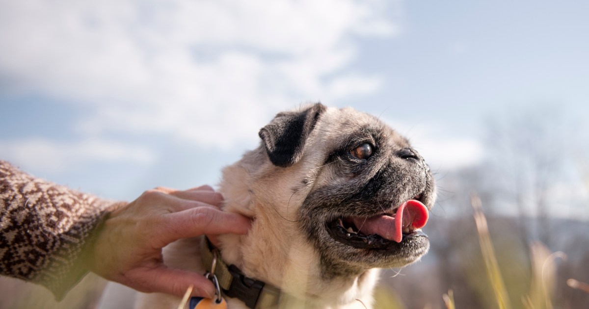 Qu’est-ce qu’un collier à embout ? Pourquoi est-ce dangereux pour les chiens ?