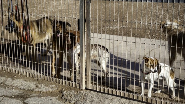 Près de 100 chiens saisis dans un refuge pour animaux du New Jersey