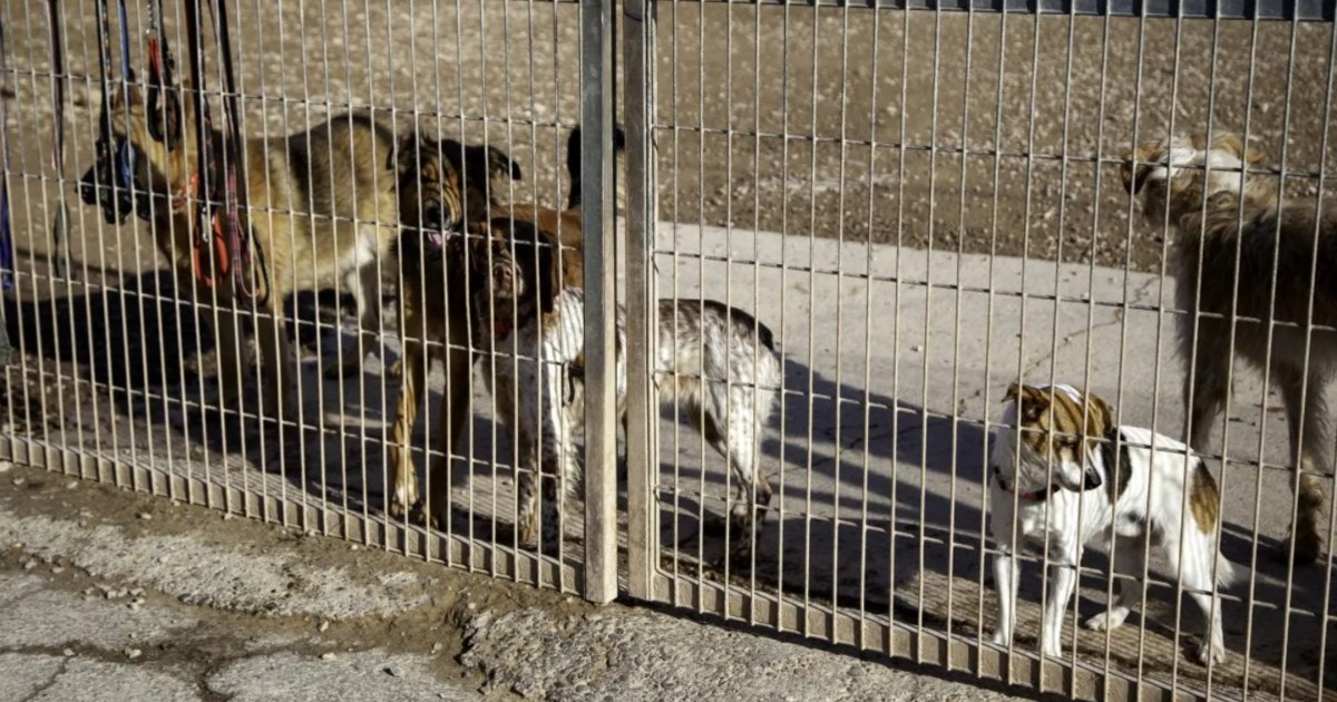 Près de 100 chiens saisis dans un refuge pour animaux du New Jersey