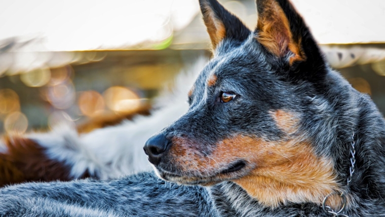 Un chien âgé vit l’expérience « tête en Caroline, queue en Californie » dans le cadre d’un sauvetage réel.