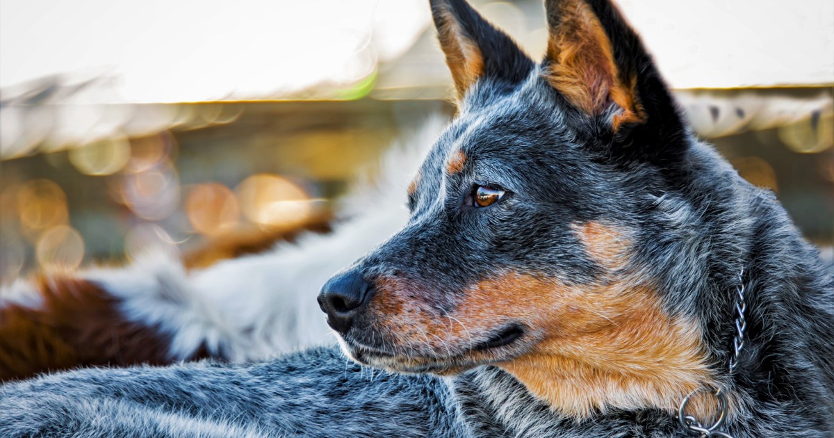 Un chien âgé vit l’expérience « tête en Caroline, queue en Californie » dans le cadre d’un sauvetage réel.