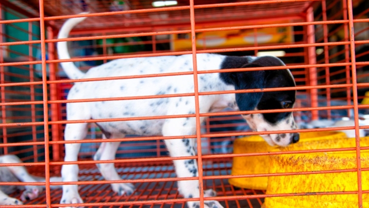 Le Sénat adopte un projet de loi sur les usines à chiots dans l’Indiana