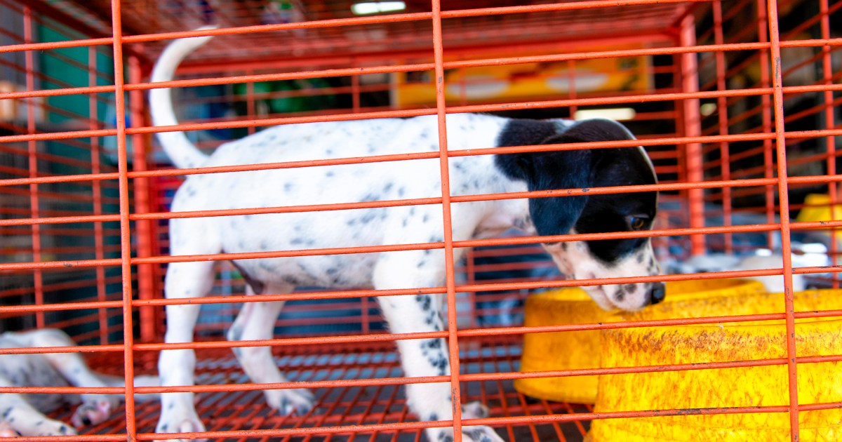 Le Sénat adopte un projet de loi sur les usines à chiots dans l’Indiana