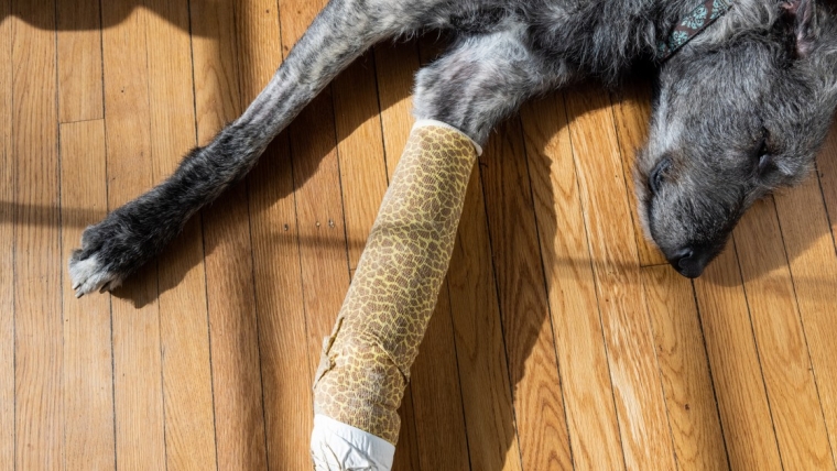 Un chien transpercé par 70 balles de fusil de chasse a besoin d’un foyer pour toujours