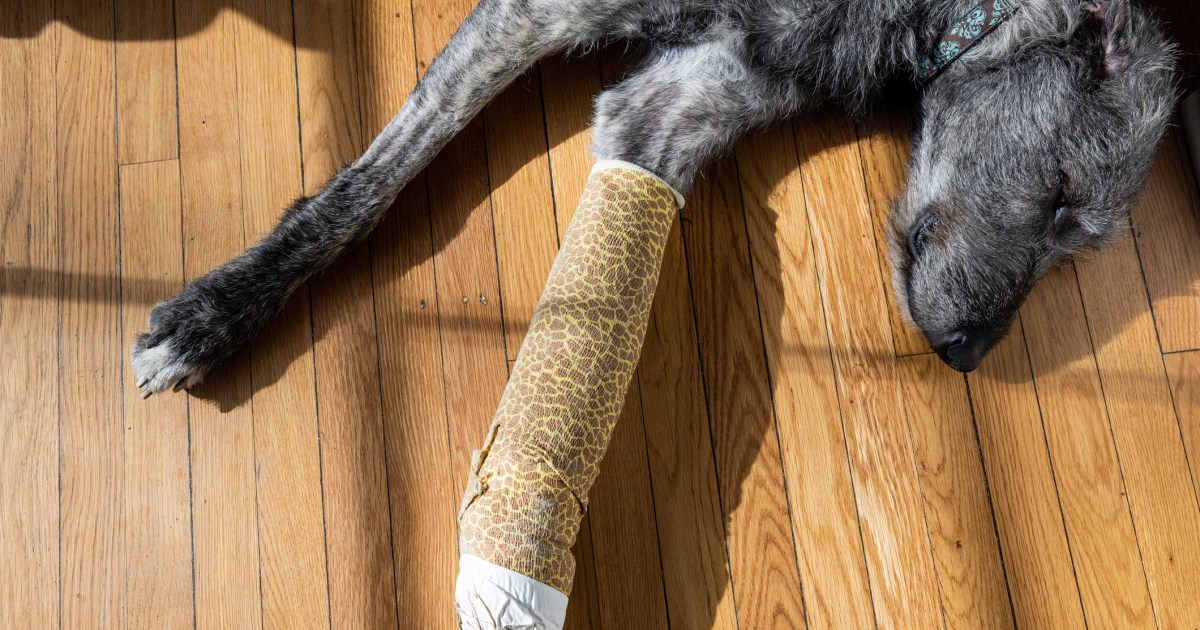 Un chien transpercé par 70 balles de fusil de chasse a besoin d’un foyer pour toujours