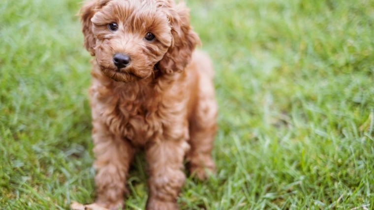 Sweetpea, la star du Puppy Bowl, est décédée