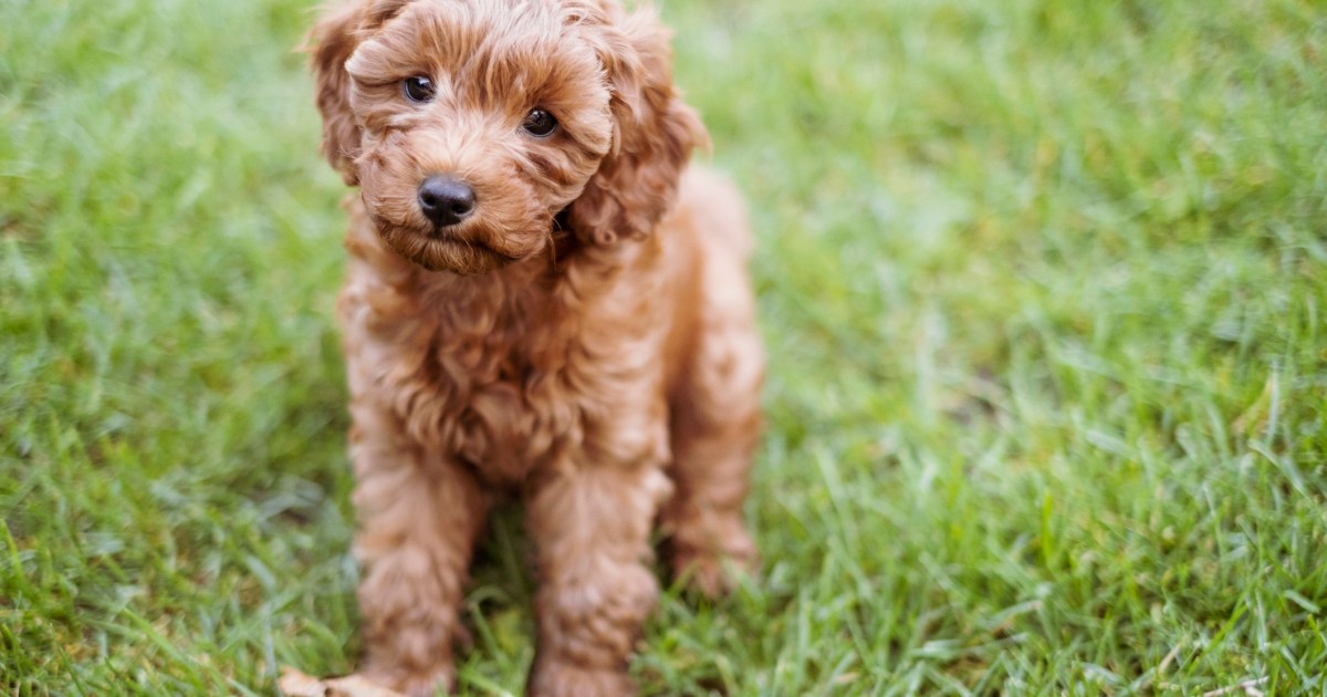 Sweetpea, la star du Puppy Bowl, est décédée