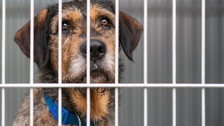 Un chien adopté après 900 jours dans un refuge est rendu 24 heures plus tard
