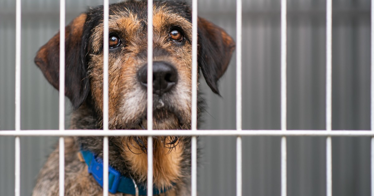 Un chien adopté après 900 jours dans un refuge est rendu 24 heures plus tard