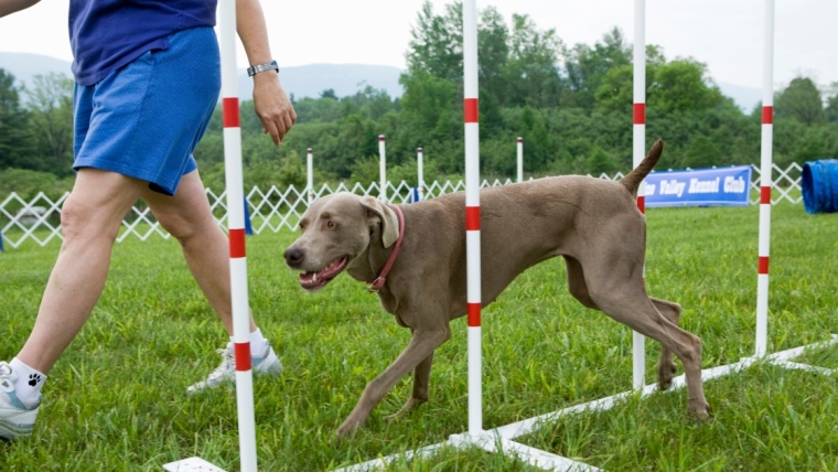 Un chien sourd reçoit une « nouvelle laisse de vie » en prison