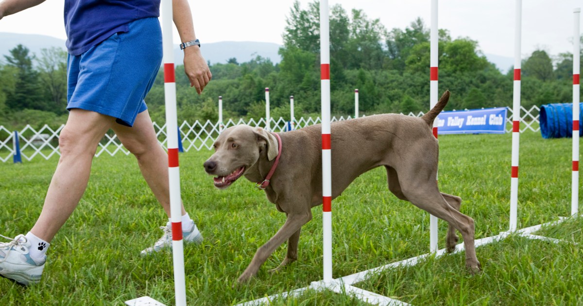 Un chien sourd reçoit une « nouvelle laisse de vie » en prison