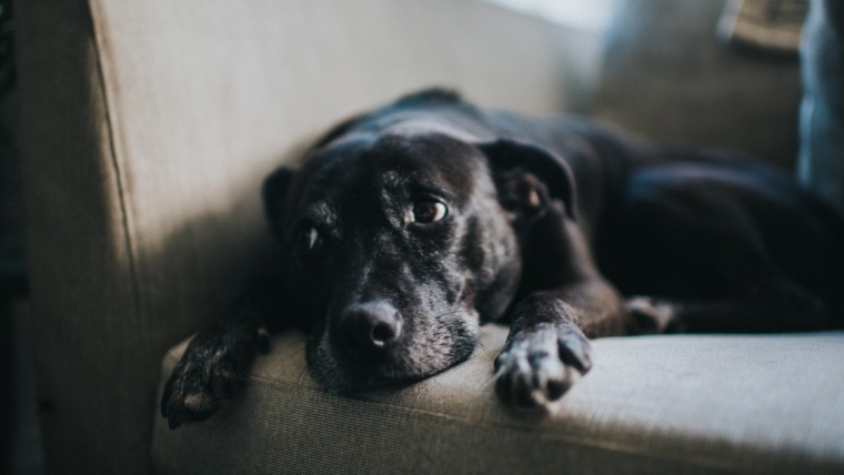 Une femme condamnée pour avoir battu un homme âgé et maltraité un chien