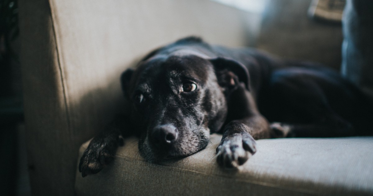 Une femme condamnée pour avoir battu un homme âgé et maltraité un chien