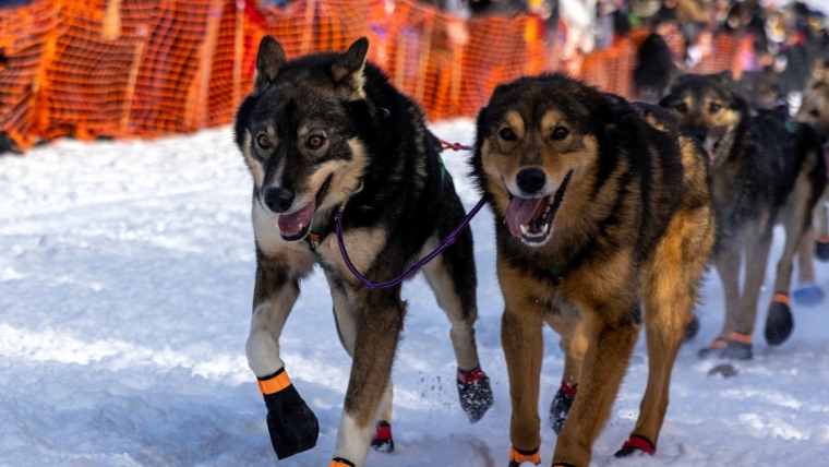 Des accusations de violence à l’encontre de femmes compromettent la célèbre course de chiens de traîneau Iditarod