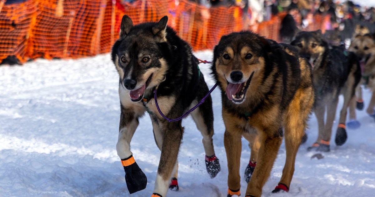 Des accusations de violence à l’encontre de femmes compromettent la célèbre course de chiens de traîneau Iditarod
