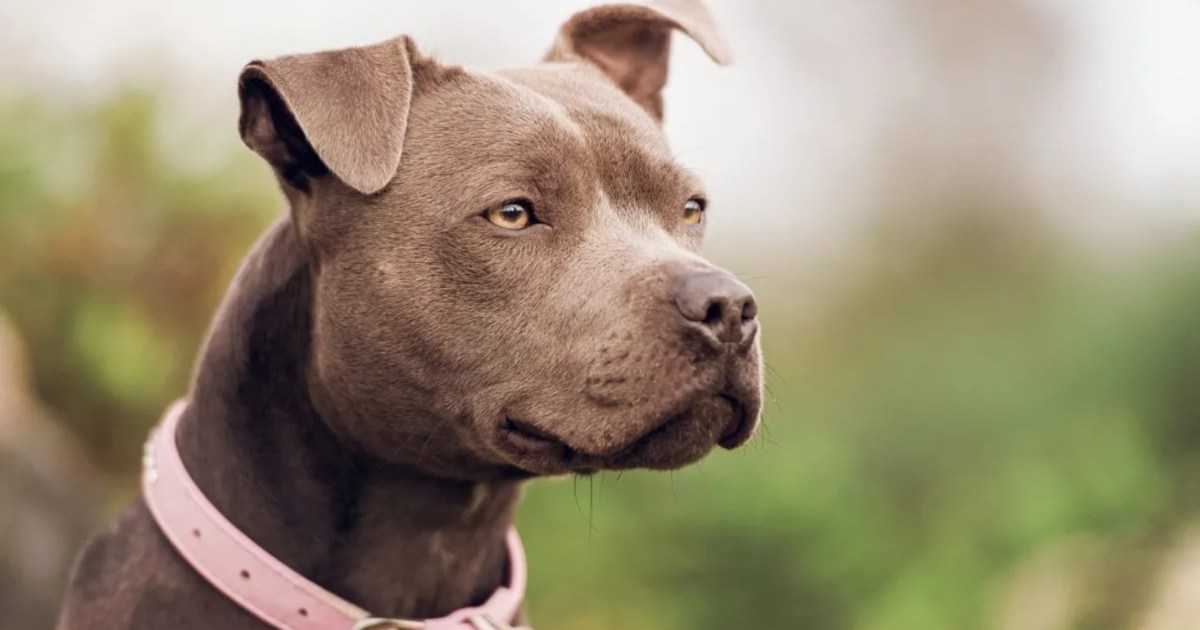 Un éleveur de basse-cour maudit à mort par ses propres chiens