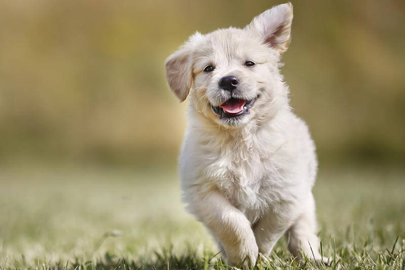 Chiot golden retriever joueur