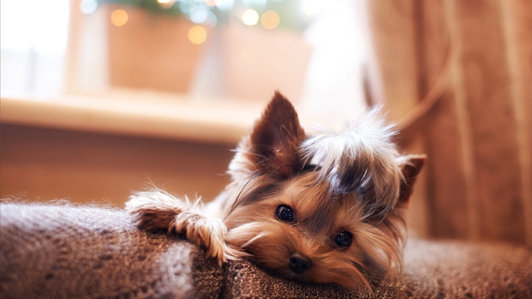5 conseils pour laisser votre chiot seul à la maison