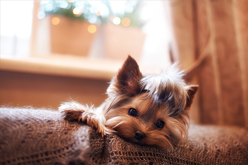 5 conseils pour laisser votre chiot seul à la maison